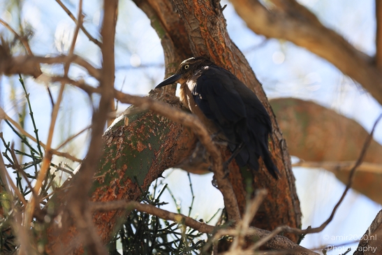 Grackle_perched_on_gnarled_tree_trunk_in_dappled_light_Birds_Photography_Western_Usa_Nature_Photography_Canon_EOS_R5_Mark_II_2025_001.JPG