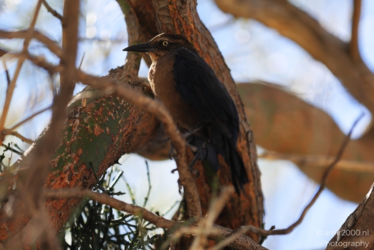 Grackle_perched_on_gnarled_tree_trunk_in_dappled_light_Birds_Photography_Western_Usa_Nature_Photography_Canon_EOS_R5_Mark_II_2025_002.JPG