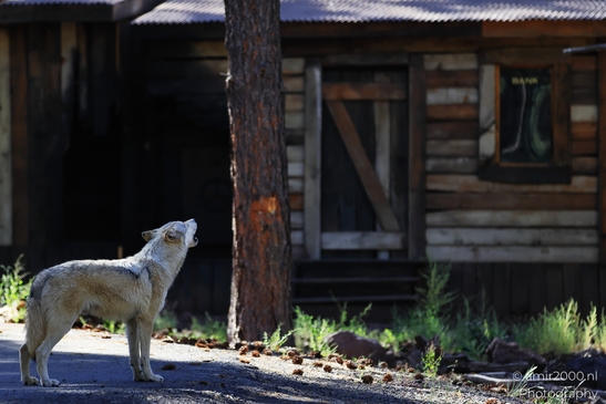 Gray_Wolfs_Gaze_Bearizona_Wildlife_Park_Arizona_Animal_Photography_Western_Usa_Nature_Photography_Canon_EOS_R5_Mark_II_2025_001.JPG