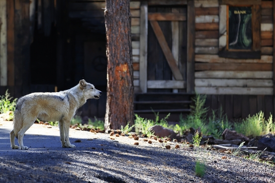Gray_Wolfs_Gaze_Bearizona_Wildlife_Park_Arizona_Animal_Photography_Western_Usa_Nature_Photography_Canon_EOS_R5_Mark_II_2025_002.JPG