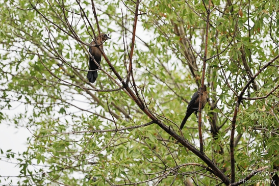 Great_tailed_Grackle_Around_St_George_Utah_Birds_Photography_Western_USA_Nature_Photography_Canon_EOS_R5_Mark_II_2025_002.JPG