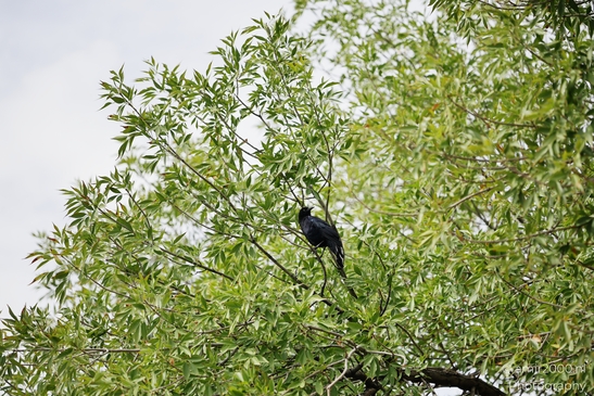 Great_tailed_Grackle_Around_St_George_Utah_Birds_Photography_Western_USA_Nature_Photography_Canon_EOS_R5_Mark_II_2025_003.JPG