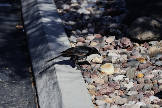 Great_tailed_Grackle_Around_St_George_Utah_Birds_Photography_Western_USA_Nature_Photography_Canon_EOS_R5_Mark_II_2025_004.JPG