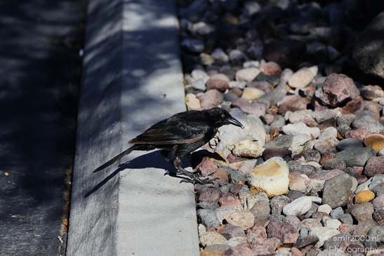Great_tailed_Grackle_Around_St_George_Utah_Birds_Photography_Western_USA_Nature_Photography_Canon_EOS_R5_Mark_II_2025_005.JPG