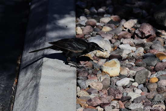Great_tailed_Grackle_Around_St_George_Utah_Birds_Photography_Western_USA_Nature_Photography_Canon_EOS_R5_Mark_II_2025_007.JPG