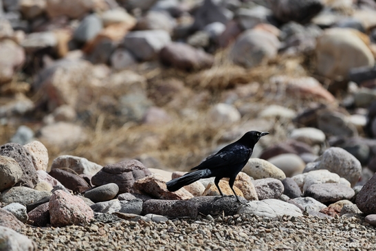 Great_tailed_grackle_Perched_On_Rocks_Nevada_Birds_Photography_Western_USA_Nature_Photography_Canon_EOS_R5_Mark_II_2025_001.JPG
