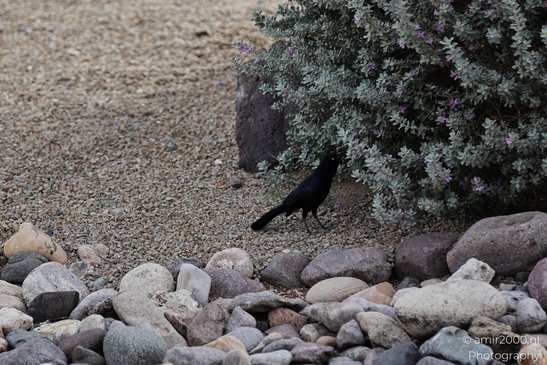 Great_tailed_grackle_Perched_On_Rocks_Nevada_Birds_Photography_Western_USA_Nature_Photography_Canon_EOS_R5_Mark_II_2025_003.JPG