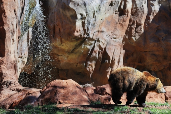 Grizzly_Bear_Bearizona_Wildlife_Park_Arizona_Animal_Photography_Western_Usa_Nature_Photography_Canon_EOS_R5_Mark_II_2025_001.JPG