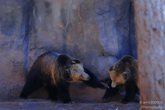 Grizzly_Bear_Bearizona_Wildlife_Park_Arizona_Animal_Photography_Western_Usa_Nature_Photography_Canon_EOS_R5_Mark_II_2025_002.JPG