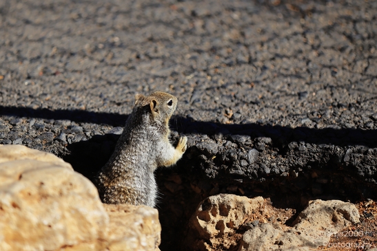 Ground_squirrel_peeking_from_rocks_beside_asphalt_road_Animal_Photography_Western_Usa_Nature_Photography_Canon_EOS_R5_Mark_II_2025_001.JPG