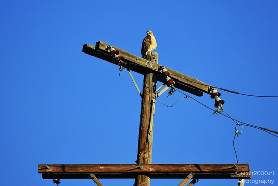 Hawk_Perched_On_Power_Pole_in_Colorado_Birds_Photography_Western_USA_Nature_Photography_Canon_EOS_R5_Mark_II_2025_001.JPG