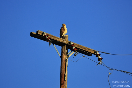 Hawk_Perched_On_Power_Pole_in_Colorado_Birds_Photography_Western_USA_Nature_Photography_Canon_EOS_R5_Mark_II_2025_002.JPG