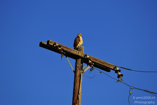 Hawk_Perched_On_Power_Pole_in_Colorado_Birds_Photography_Western_USA_Nature_Photography_Canon_EOS_R5_Mark_II_2025_003.JPG