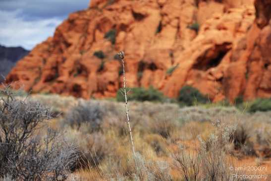 Jenny_Canyon_Trail_Snow_Canyon_State_Park_St_George_Utah_Western_USA_Nature_Photography_Canon_EOS_R5_Mark_II_2025_008.JPG