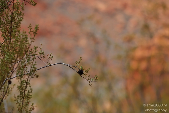 Jenny_Canyon_Trail_Snow_Canyon_State_Park_St_George_Utah_Western_USA_Nature_Photography_Canon_EOS_R5_Mark_II_2025_044.JPG