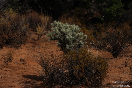 Lava_Flow_Trailhead_Snow_Canyon_State_Park_St_George_Utah_Western_USA_Nature_Photography_Canon_EOS_R5_Mark_II_2025_012.JPG
