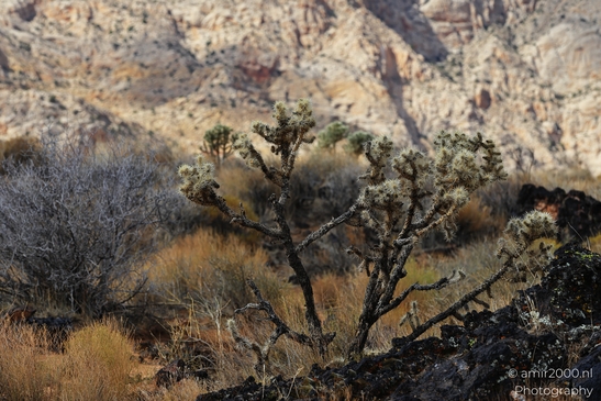 Lava_Flow_Trailhead_Snow_Canyon_State_Park_St_George_Utah_Western_USA_Nature_Photography_Canon_EOS_R5_Mark_II_2025_014.JPG