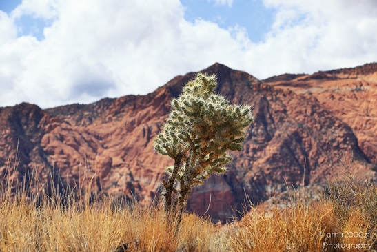 Lava_Flow_Trailhead_Snow_Canyon_State_Park_St_George_Utah_Western_USA_Nature_Photography_Canon_EOS_R5_Mark_II_2025_015.JPG