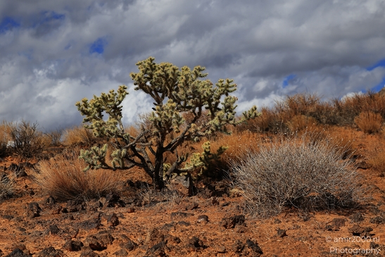 Lava_Flow_Trailhead_Snow_Canyon_State_Park_St_George_Utah_Western_USA_Nature_Photography_Canon_EOS_R5_Mark_II_2025_036.JPG