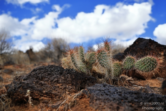 Lava_Flow_Trailhead_Snow_Canyon_State_Park_St_George_Utah_Western_USA_Nature_Photography_Canon_EOS_R5_Mark_II_2025_043.JPG