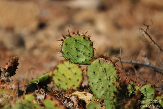 Lee_Canyon_View_Cameron_Arizona_USA_Western_Usa_Nature_Photography_Canon_EOS_R5_Mark_II_2025_016.JPG