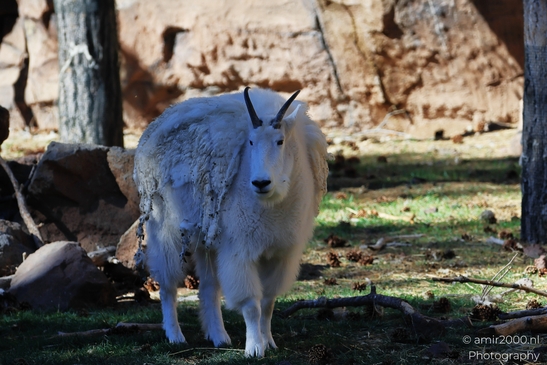 Mountain_Goat_Bearizona_Wildlife_Park_Arizona_Animal_Photography_Western_Usa_Nature_Photography_Canon_EOS_R5_Mark_II_2025_001.JPG