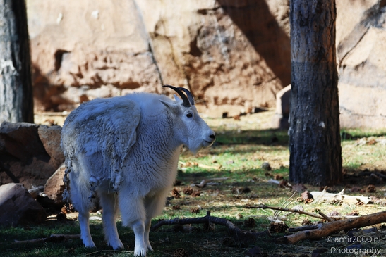 Mountain_Goat_Bearizona_Wildlife_Park_Arizona_Animal_Photography_Western_Usa_Nature_Photography_Canon_EOS_R5_Mark_II_2025_002.JPG