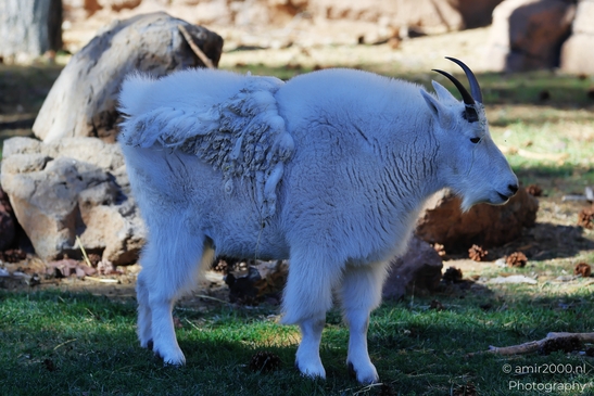 Mountain_Goat_Bearizona_Wildlife_Park_Arizona_Animal_Photography_Western_Usa_Nature_Photography_Canon_EOS_R5_Mark_II_2025_003.JPG