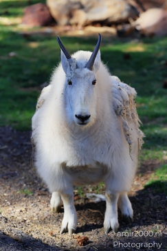 Mountain_Goat_Bearizona_Wildlife_Park_Arizona_Animal_Photography_Western_Usa_Nature_Photography_Canon_EOS_R5_Mark_II_2025_004.JPG