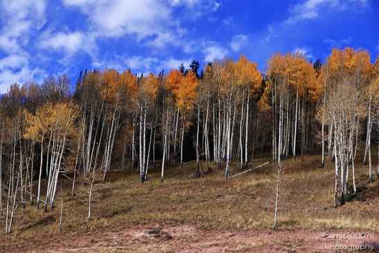 Mountainous_Landscape_In_Eagle_County_Fall_Season_Colorado_USA_Western_USA_Nature_Photography_Canon_EOS_R5_Mark_II_2025_042.JPG