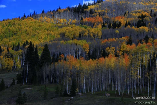 Mountainous_Landscape_In_Eagle_County_Fall_Season_Colorado_USA_Western_USA_Nature_Photography_Canon_EOS_R5_Mark_II_2025_046.JPG