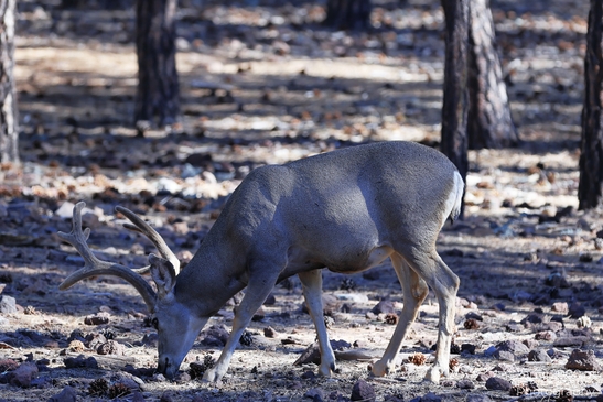 Mule_Deer_Bearizona_Wildlife_Park_Arizona_Animal_Photography_Western_Usa_Nature_Photography_Canon_EOS_R5_Mark_II_2025_002.JPG