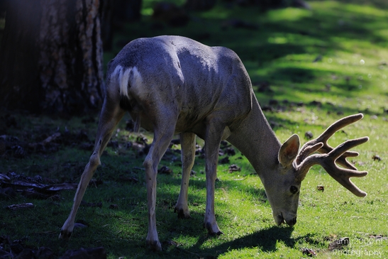 Mule_Deer_Bearizona_Wildlife_Park_Arizona_Animal_Photography_Western_Usa_Nature_Photography_Canon_EOS_R5_Mark_II_2025_003.JPG