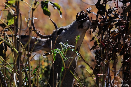 Mule_deer_buck_foraging_at_Maroon_Bells_Aspen_Colorado_Animal_Photography_Western_USA_Nature_Photography_Canon_EOS_R5_Mark_II_2025_001.JPG