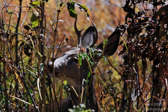 Mule_deer_buck_foraging_at_Maroon_Bells_Aspen_Colorado_Animal_Photography_Western_USA_Nature_Photography_Canon_EOS_R5_Mark_II_2025_003.JPG