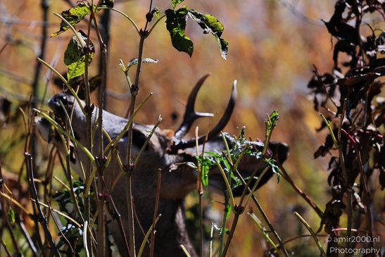 Mule_deer_buck_foraging_at_Maroon_Bells_Aspen_Colorado_Animal_Photography_Western_USA_Nature_Photography_Canon_EOS_R5_Mark_II_2025_004.JPG