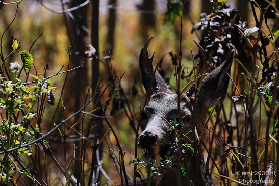 Mule_deer_buck_foraging_at_Maroon_Bells_Aspen_Colorado_Animal_Photography_Western_USA_Nature_Photography_Canon_EOS_R5_Mark_II_2025_005.JPG