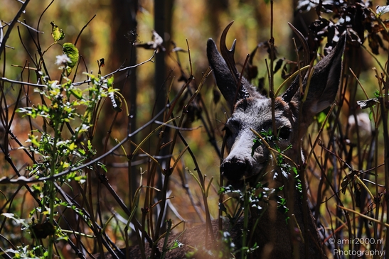 Mule_deer_buck_foraging_at_Maroon_Bells_Aspen_Colorado_Animal_Photography_Western_USA_Nature_Photography_Canon_EOS_R5_Mark_II_2025_006.JPG