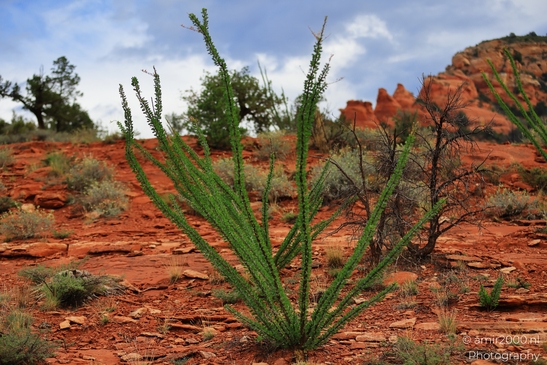 Ocotillo_Red_Rocks_Sedona_Arizona_USA_Western_USA_Nature_Photography_Canon_EOS_R5_Mark_II_2025_001.JPG