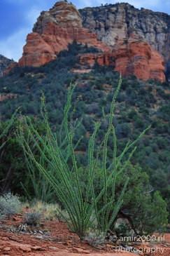 Ocotillo_Red_Rocks_Sedona_Arizona_USA_Western_USA_Nature_Photography_Canon_EOS_R5_Mark_II_2025_002.JPG
