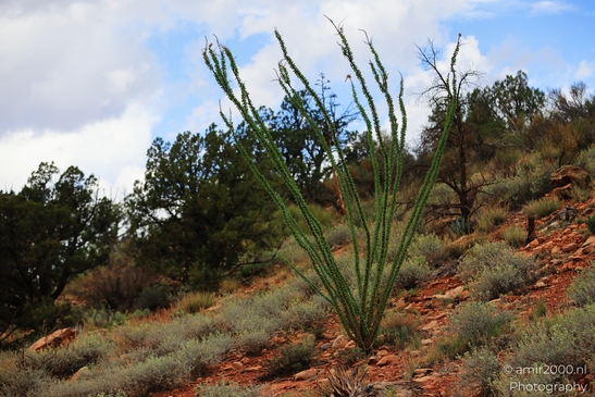 Ocotillo_Red_Rocks_Sedona_Arizona_USA_Western_USA_Nature_Photography_Canon_EOS_R5_Mark_II_2025_003.JPG