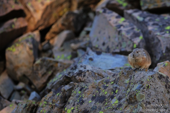 Pika_mountain_dwelling_mammals_Maroon_Bells_Aspen_Colorado_Animal_Photography_Western_USA_Nature_Photography_Canon_EOS_R5_Mark_II_2025_002.JPG