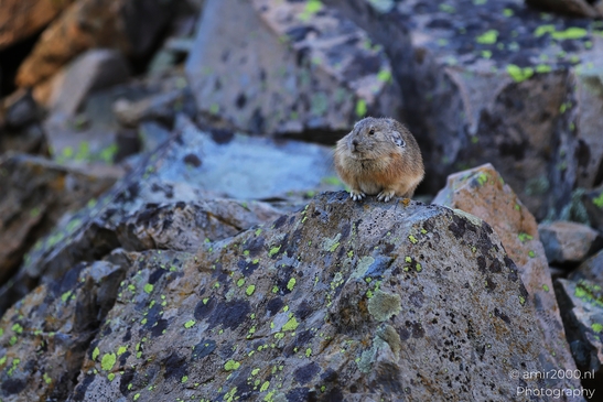 Pika_mountain_dwelling_mammals_Maroon_Bells_Aspen_Colorado_Animal_Photography_Western_USA_Nature_Photography_Canon_EOS_R5_Mark_II_2025_003.JPG