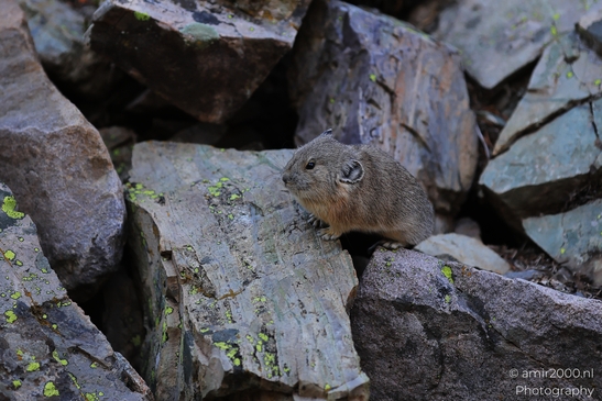 Pika_mountain_dwelling_mammals_Maroon_Bells_Aspen_Colorado_Animal_Photography_Western_USA_Nature_Photography_Canon_EOS_R5_Mark_II_2025_004.JPG