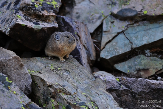 Pika_mountain_dwelling_mammals_Maroon_Bells_Aspen_Colorado_Animal_Photography_Western_USA_Nature_Photography_Canon_EOS_R5_Mark_II_2025_005.JPG