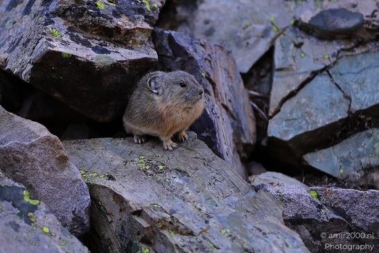 Pika_mountain_dwelling_mammals_Maroon_Bells_Aspen_Colorado_Animal_Photography_Western_USA_Nature_Photography_Canon_EOS_R5_Mark_II_2025_006.JPG