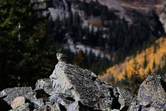 Pika_mountain_dwelling_mammals_Maroon_Bells_Aspen_Colorado_Animal_Photography_Western_USA_Nature_Photography_Canon_EOS_R5_Mark_II_2025_007.JPG