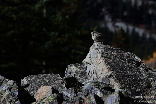 Pika_mountain_dwelling_mammals_Maroon_Bells_Aspen_Colorado_Animal_Photography_Western_USA_Nature_Photography_Canon_EOS_R5_Mark_II_2025_008.JPG