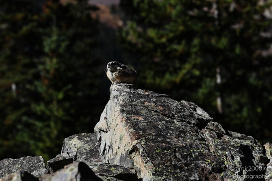 Pika_mountain_dwelling_mammals_Maroon_Bells_Aspen_Colorado_Animal_Photography_Western_USA_Nature_Photography_Canon_EOS_R5_Mark_II_2025_010.JPG