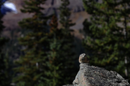 Pika_mountain_dwelling_mammals_Maroon_Bells_Aspen_Colorado_Animal_Photography_Western_USA_Nature_Photography_Canon_EOS_R5_Mark_II_2025_011.JPG